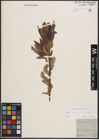 Foto von Salix cinerea L. x Salix viminalis L.
